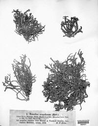 Ramalina siliquosa image